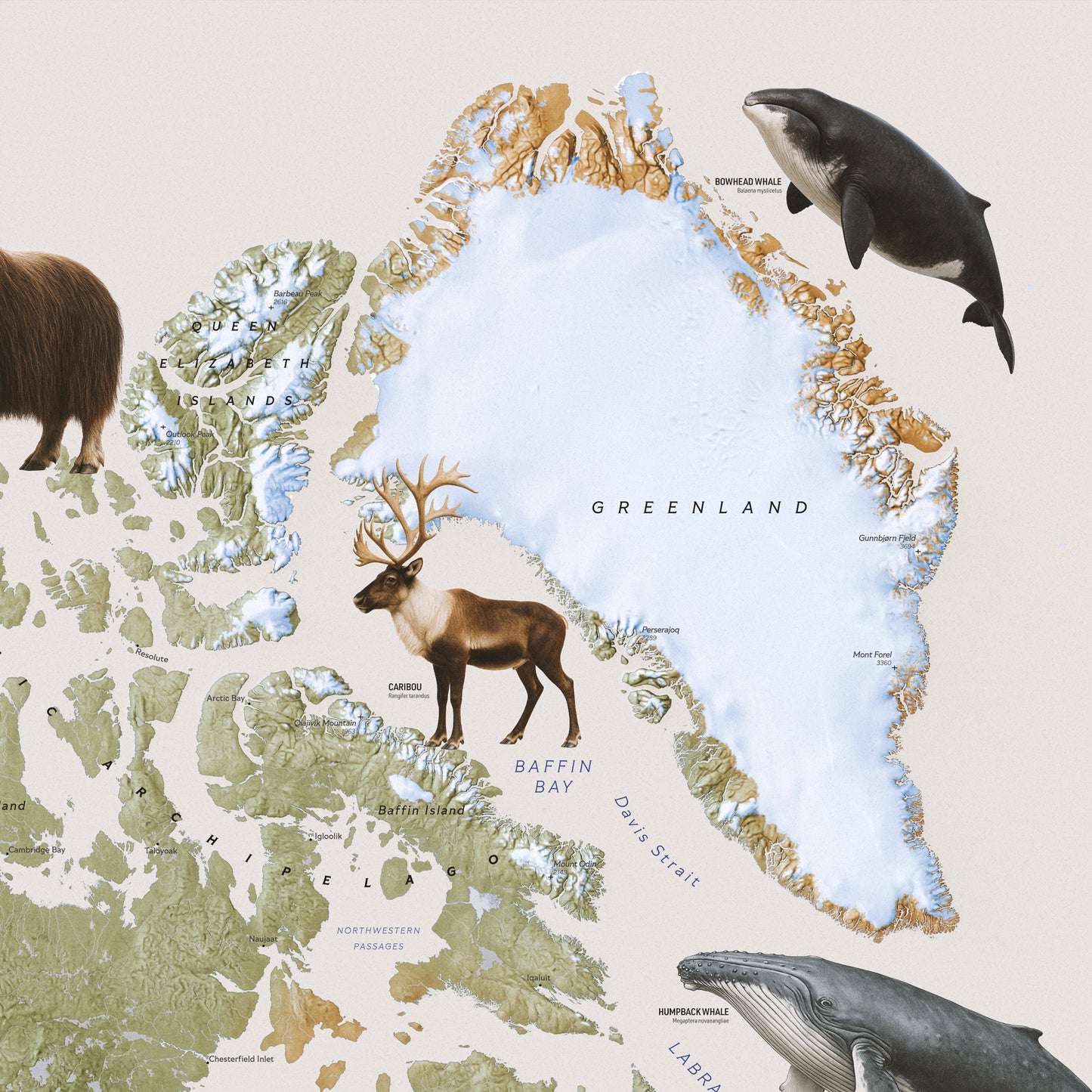 North America — Geographic and Faunal Map (70×100 cm)