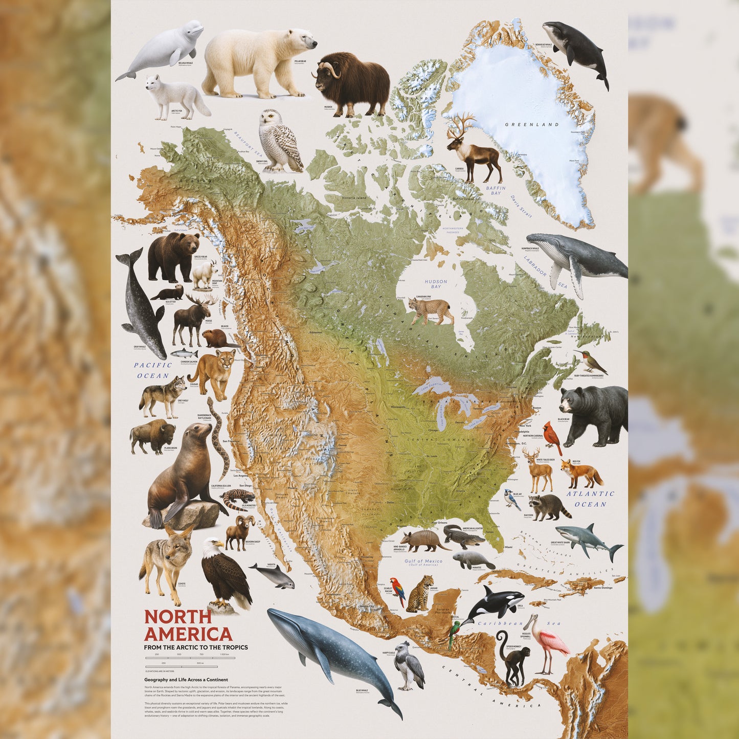 North America — Geographic and Faunal Map (70×100 cm)
