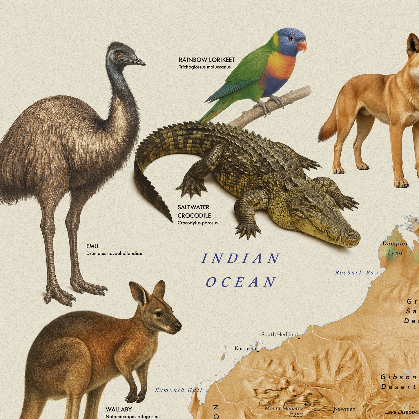 Australia — Shaded Relief Map with Native Wildlife (70×50 cm)