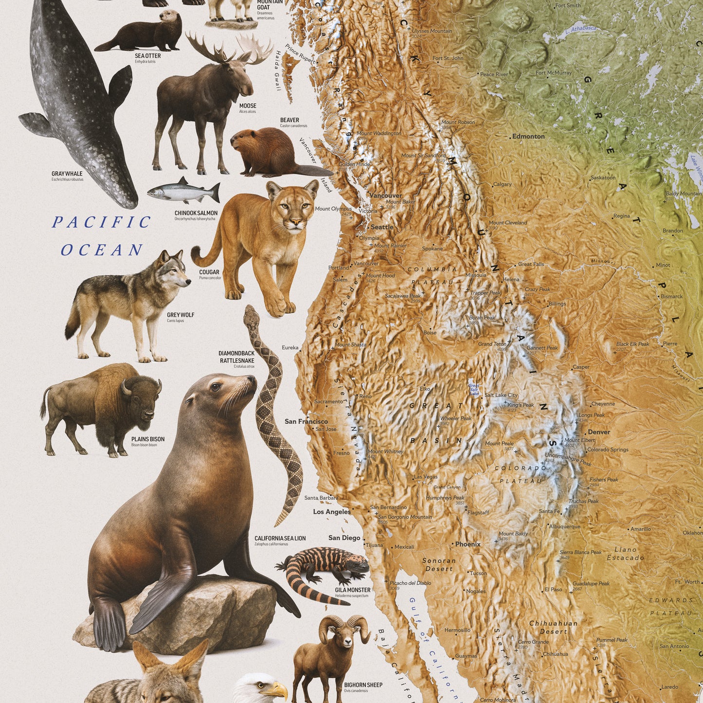 North America — Geographic and Faunal Map (70×100 cm)