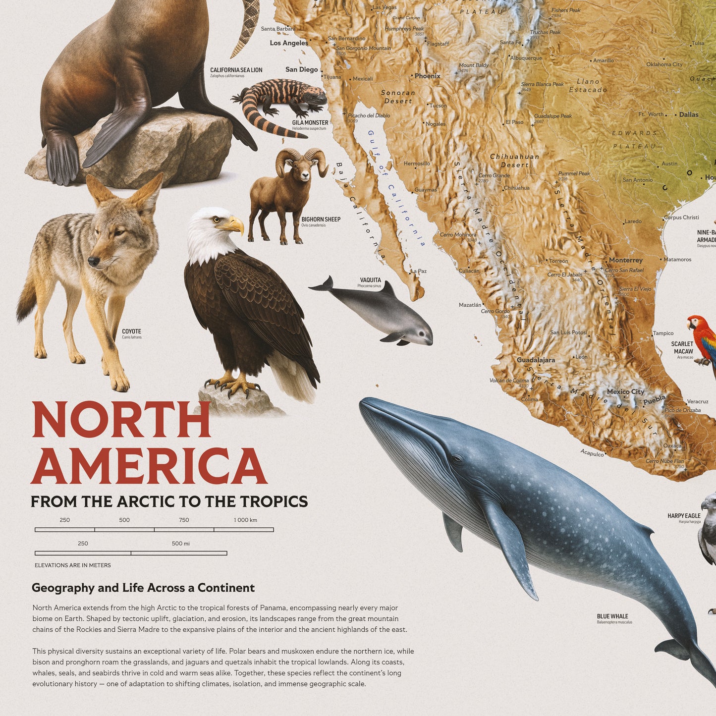 North America — Geographic and Faunal Map (70×100 cm)