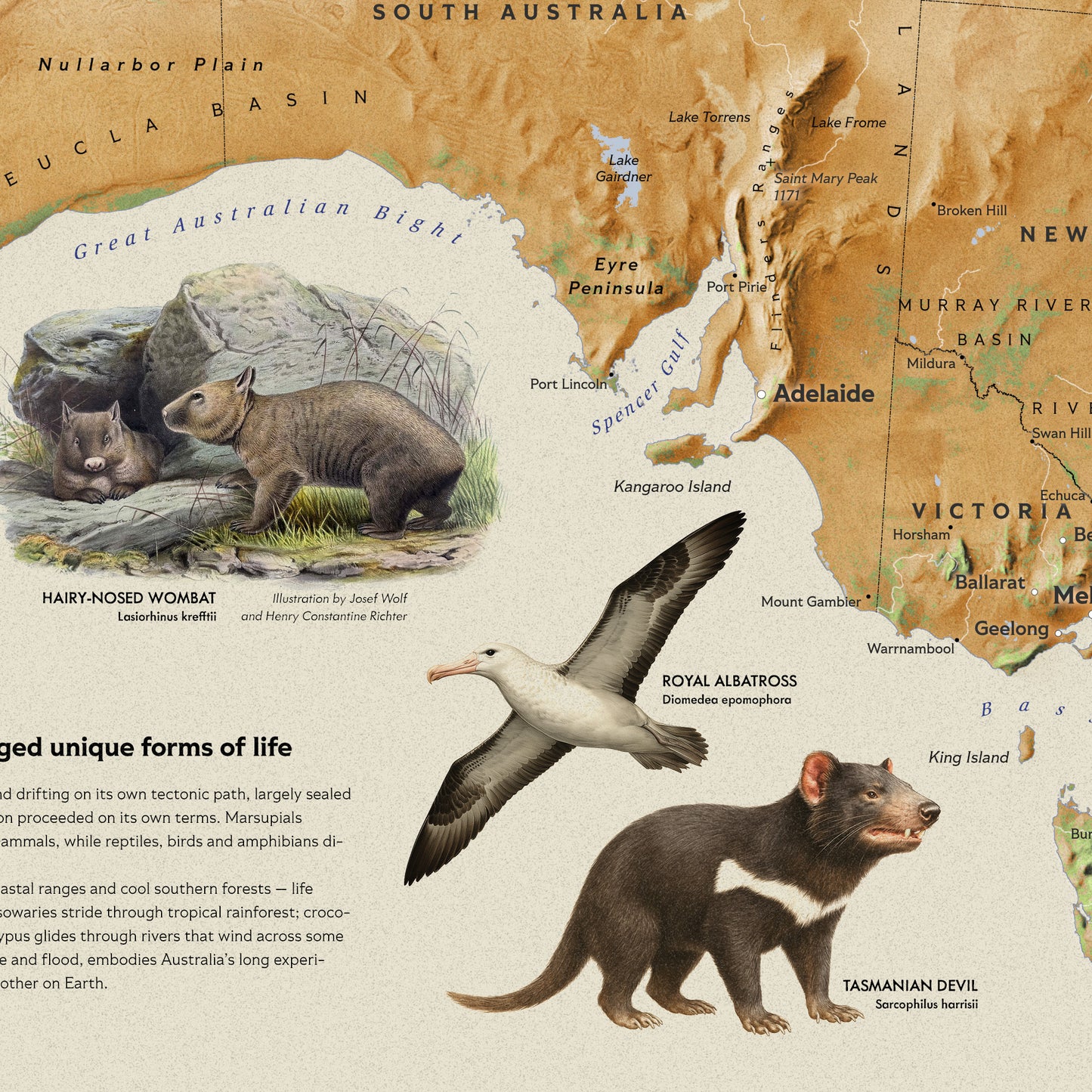Australia — Shaded Relief Map with Native Wildlife (70×50 cm)