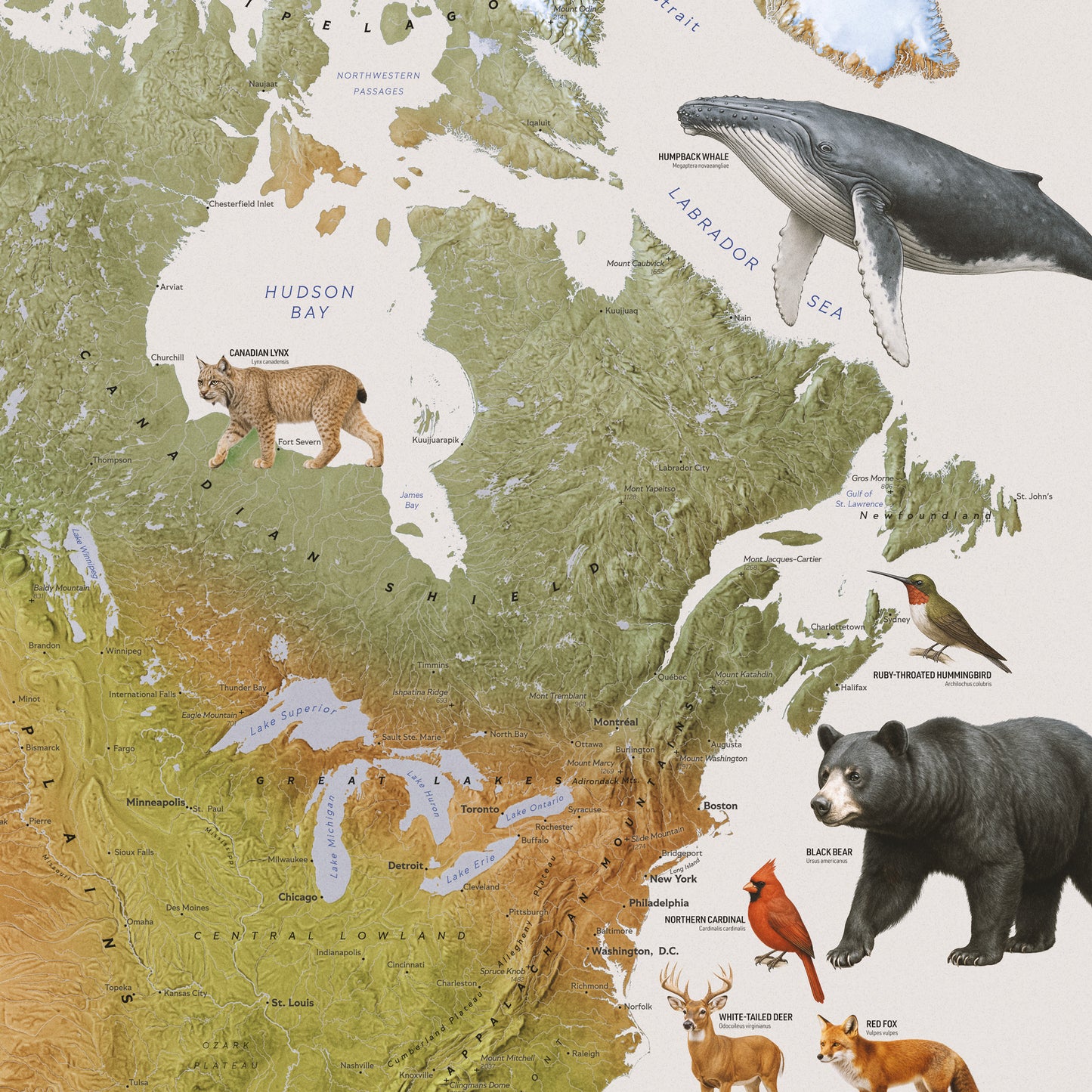 North America — Geographic and Faunal Map (70×100 cm)